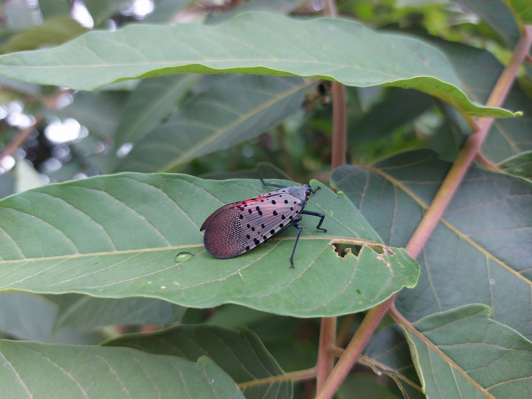 spotted lanternfly adult