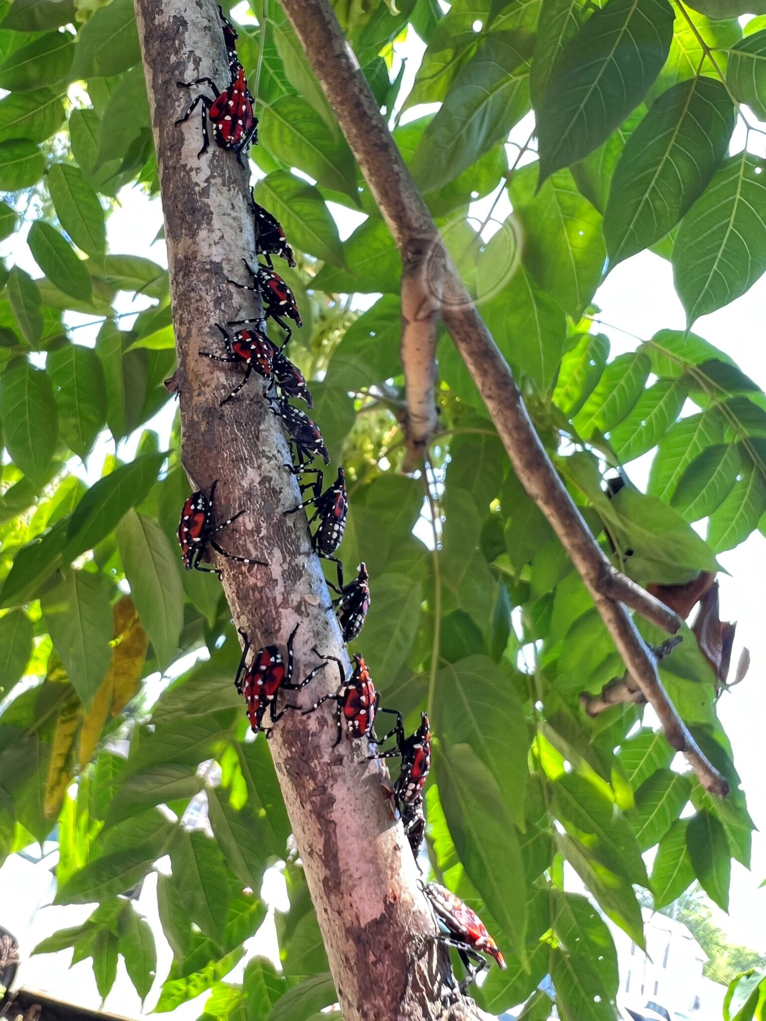 Spotted lanternfly nymphs