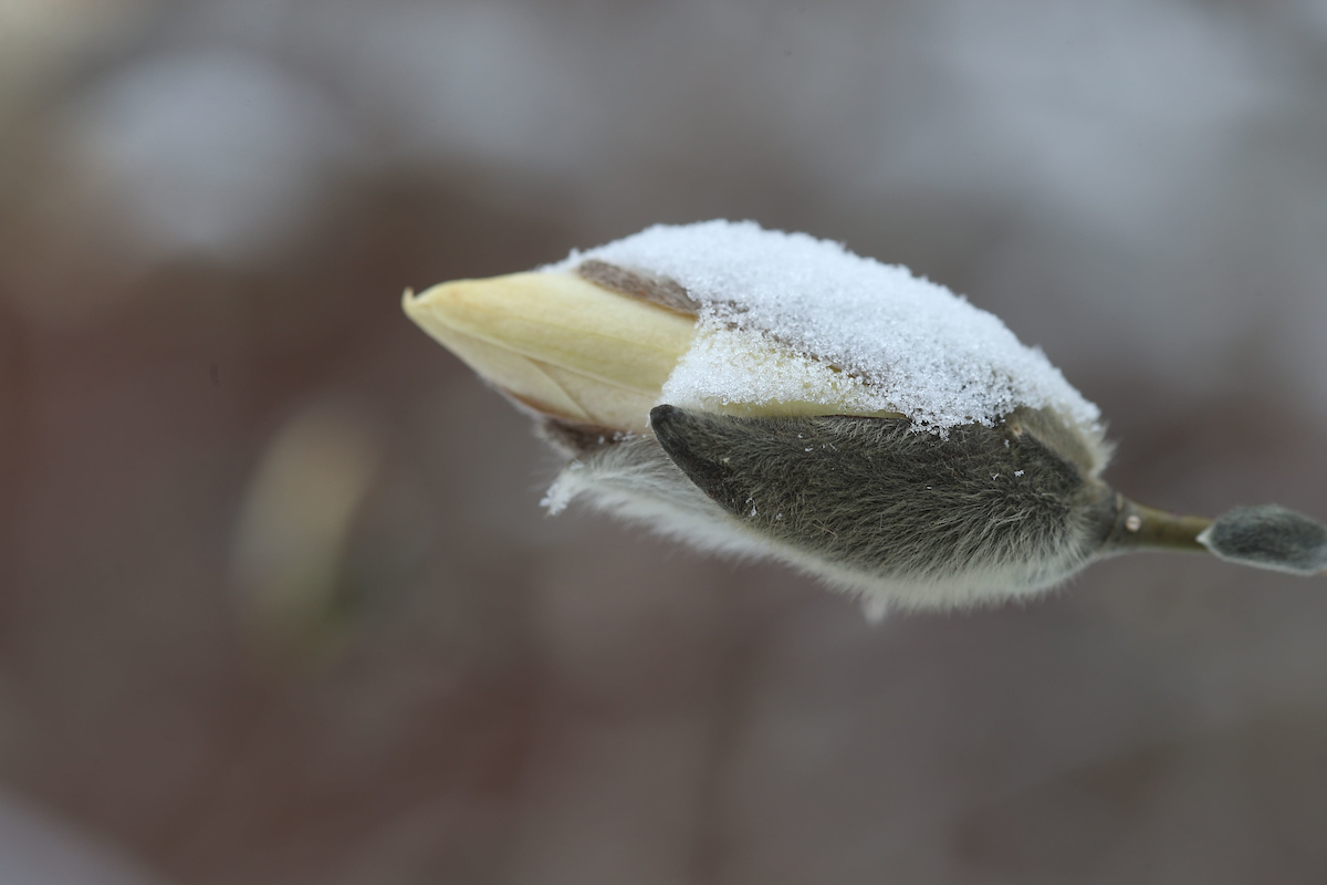 snow on bud