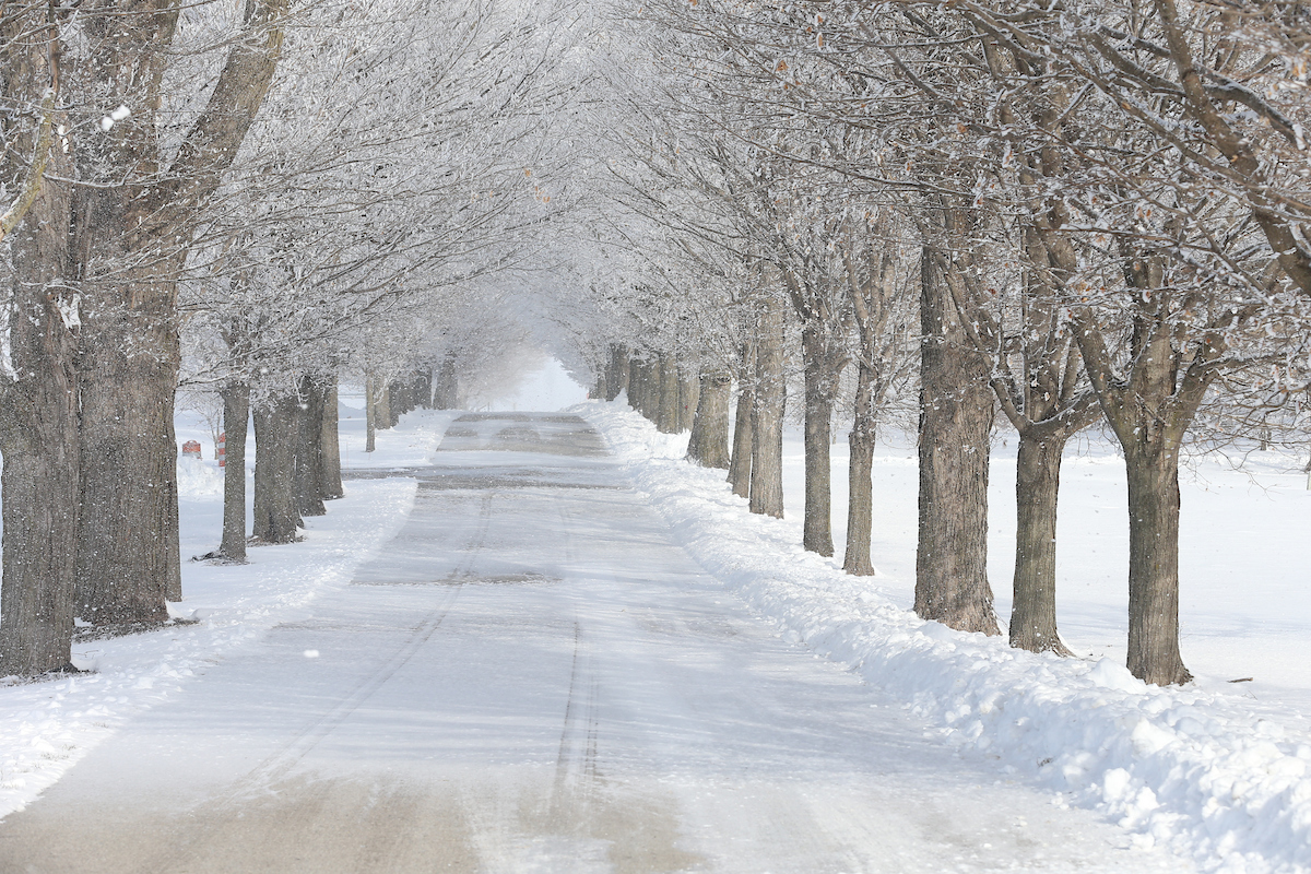 snowy road lined with trees