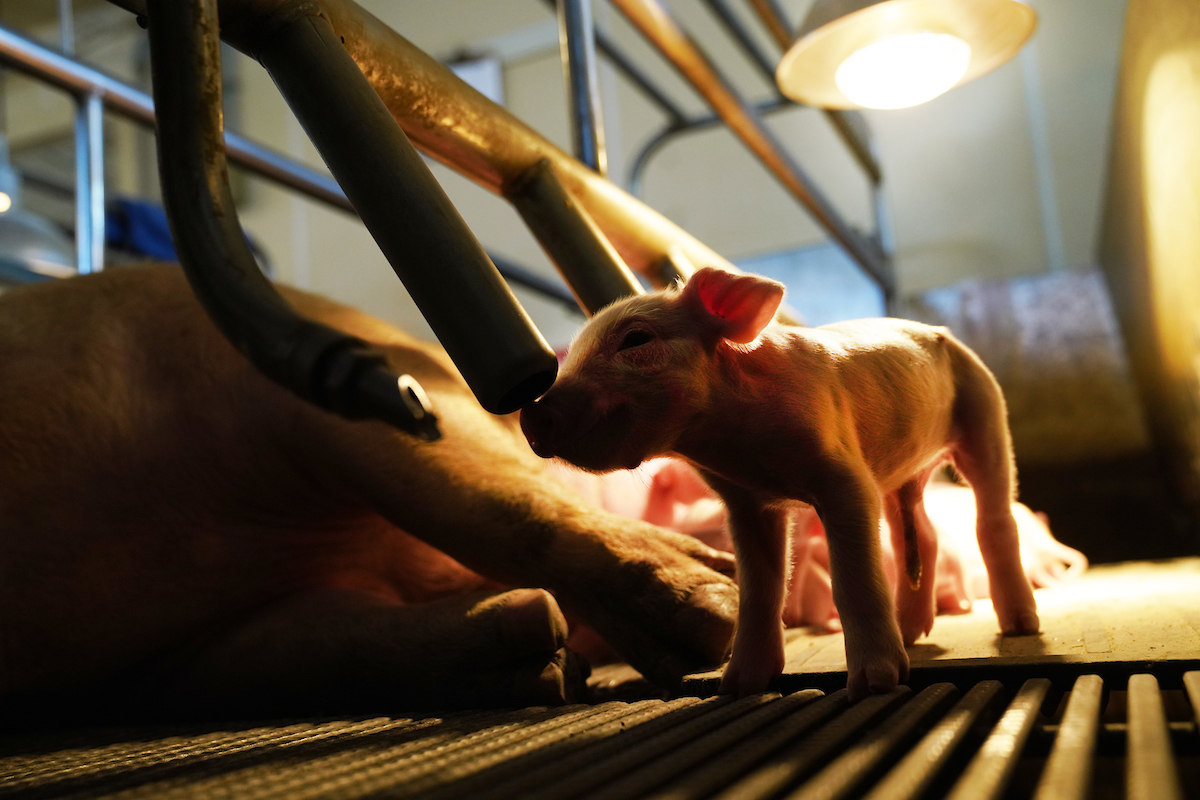 sow with pigs