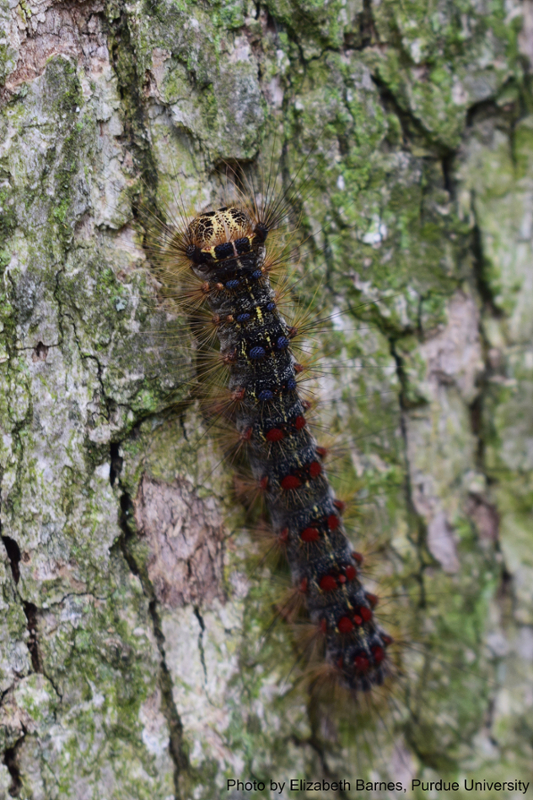 spongy moth caterpillar