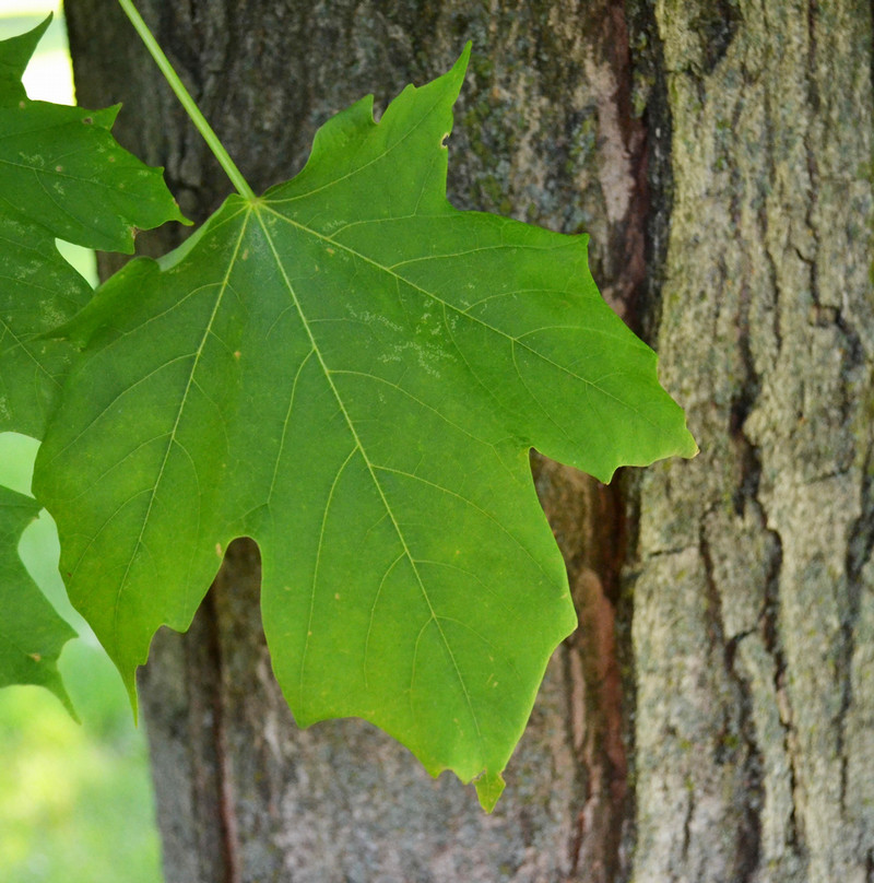 sugar maple