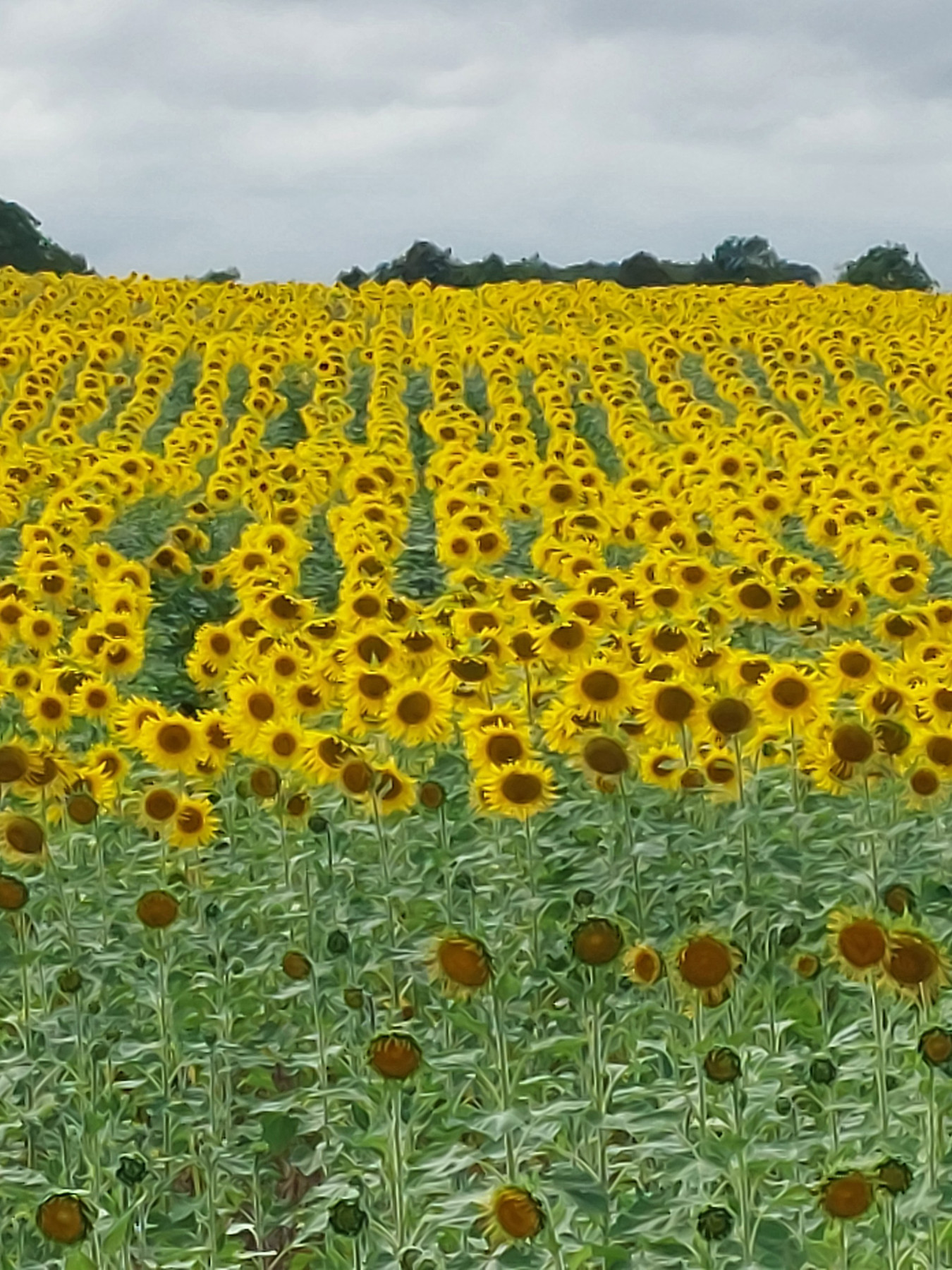Sunflower field