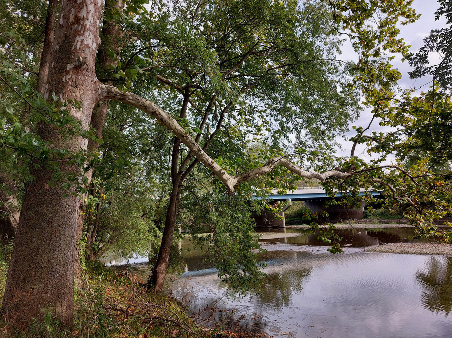sycamore tree by the river