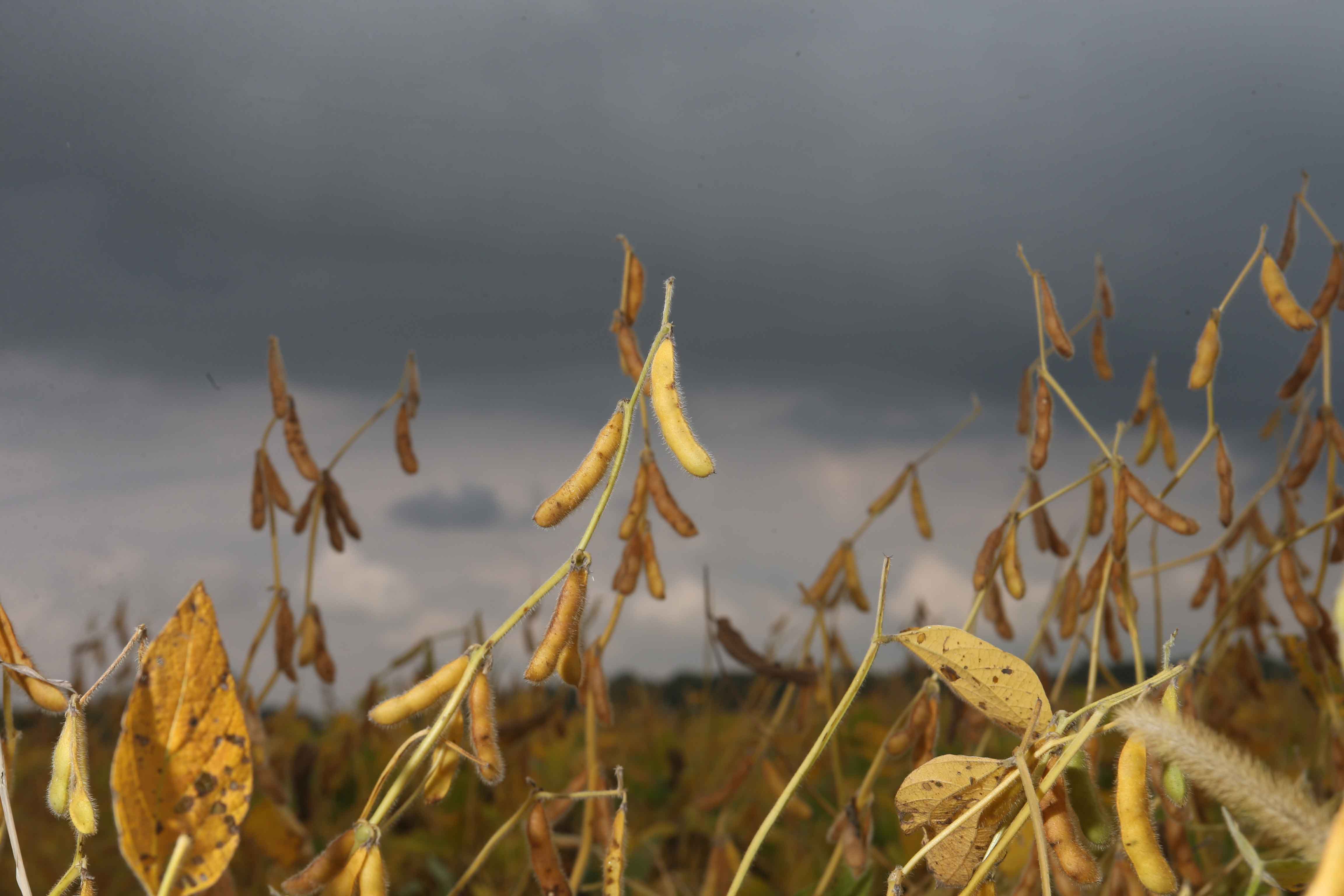 INClimate