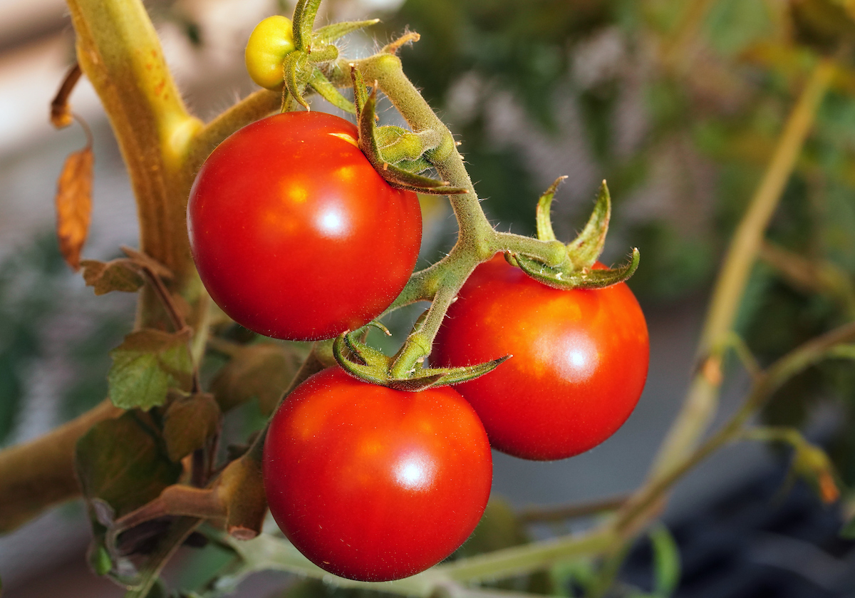 tomatoes
