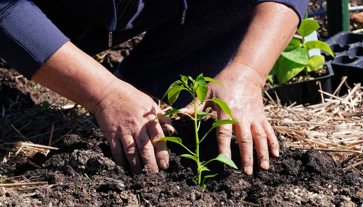 transplanting