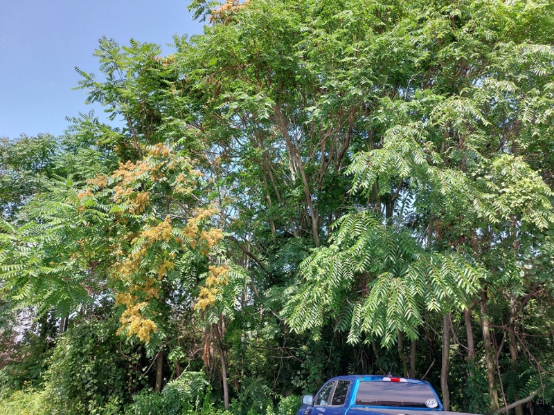 tree-of-heave female (left) and male (right)