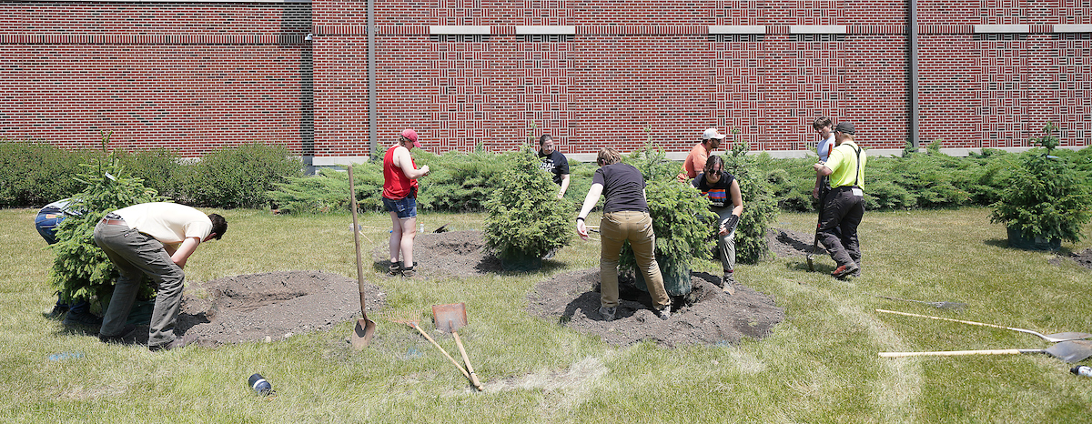planting several trees in area