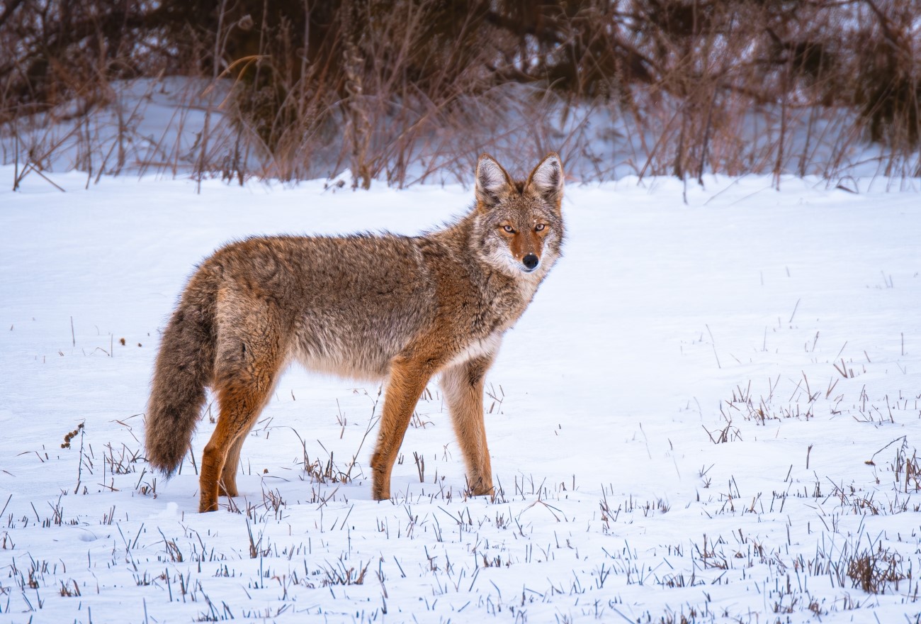 Coyote