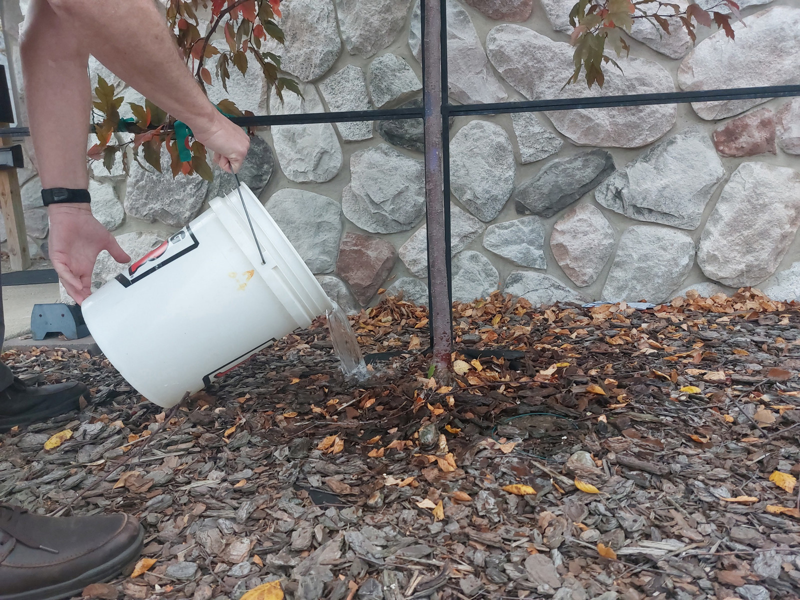 watering tree