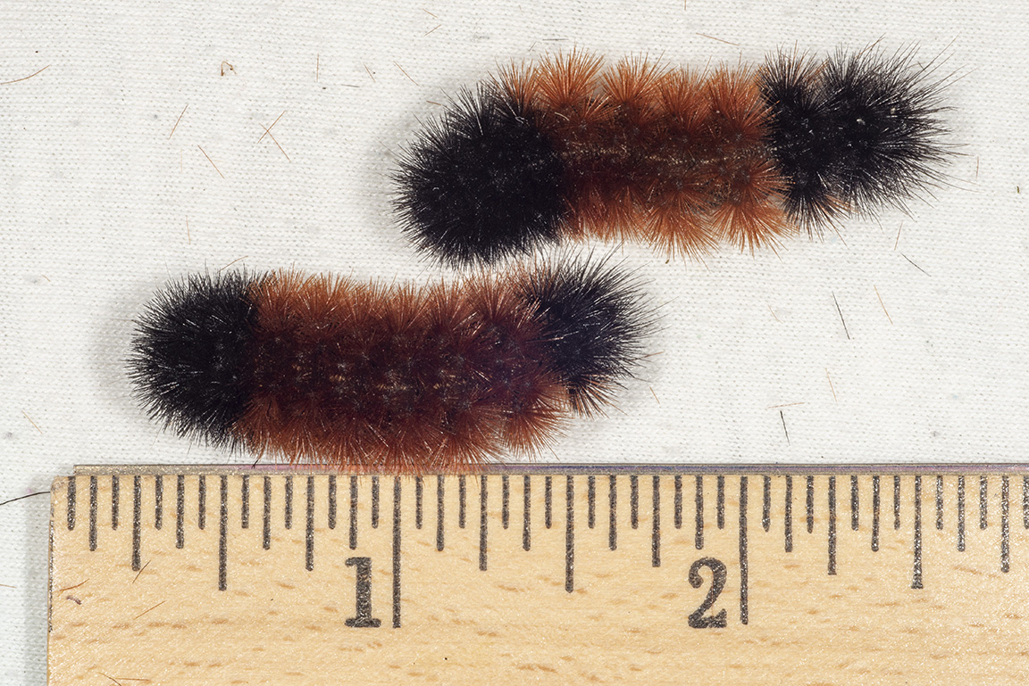 Woolly Worms