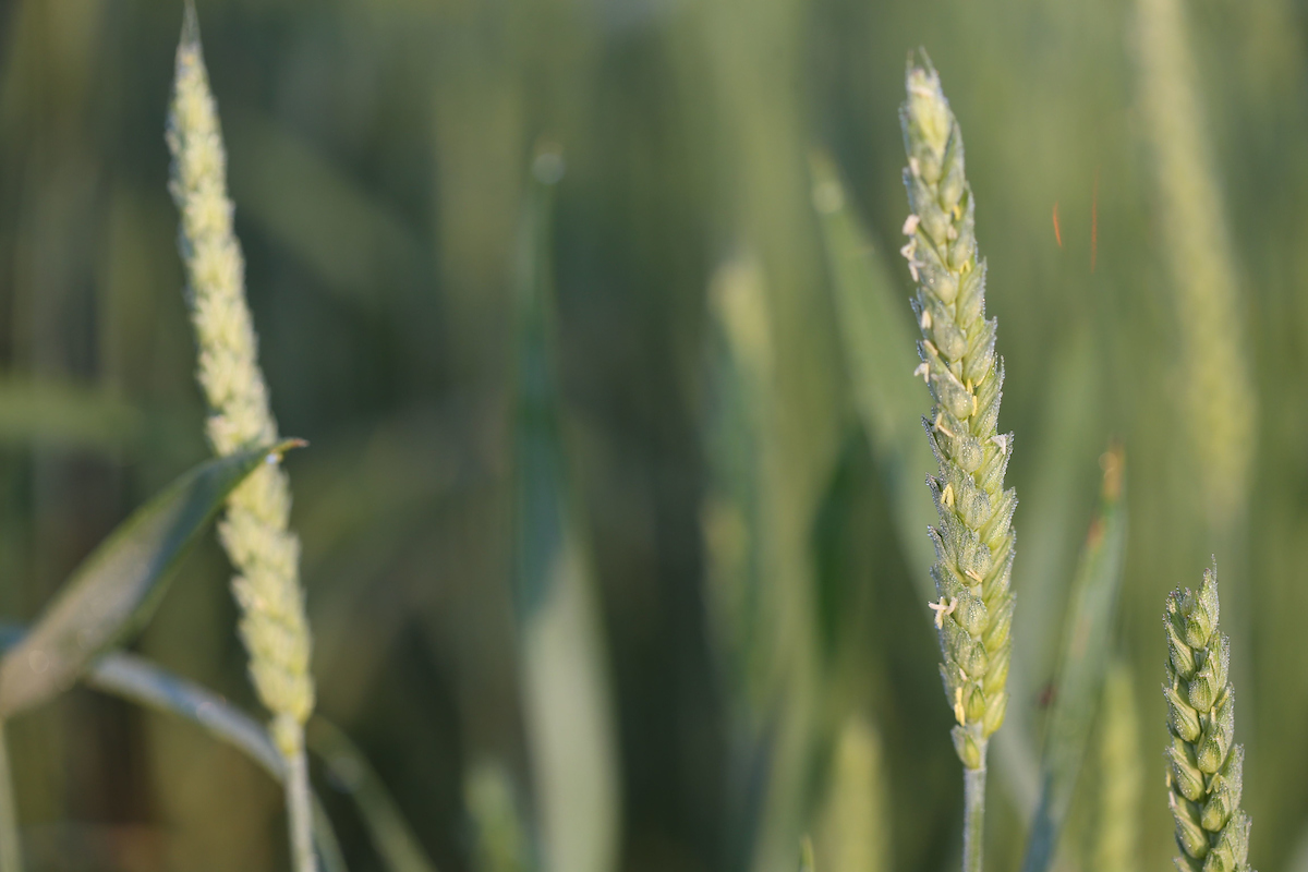wheat in flower