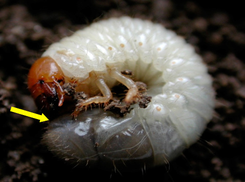 white grub