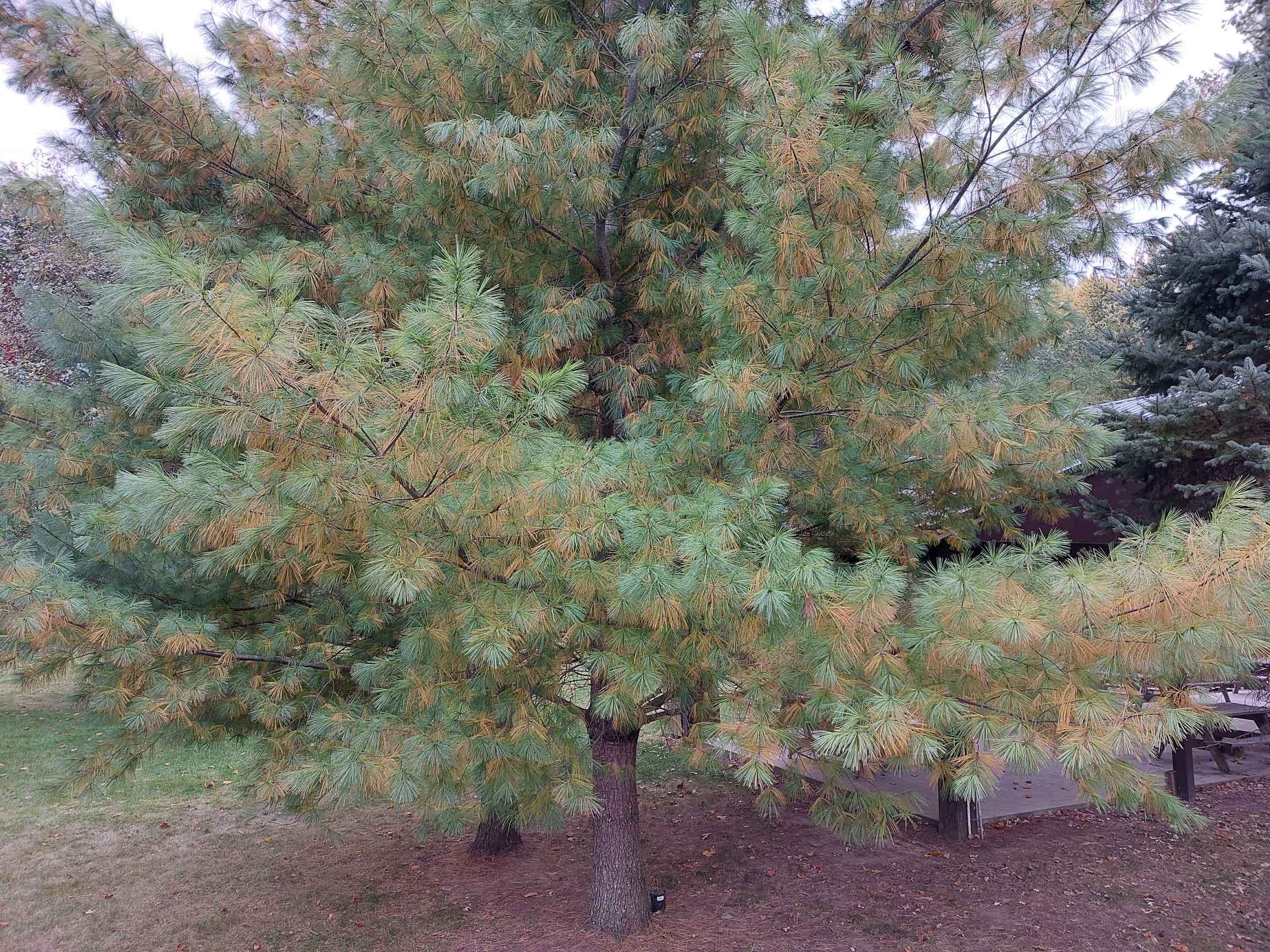 white pine losing older needles in fall