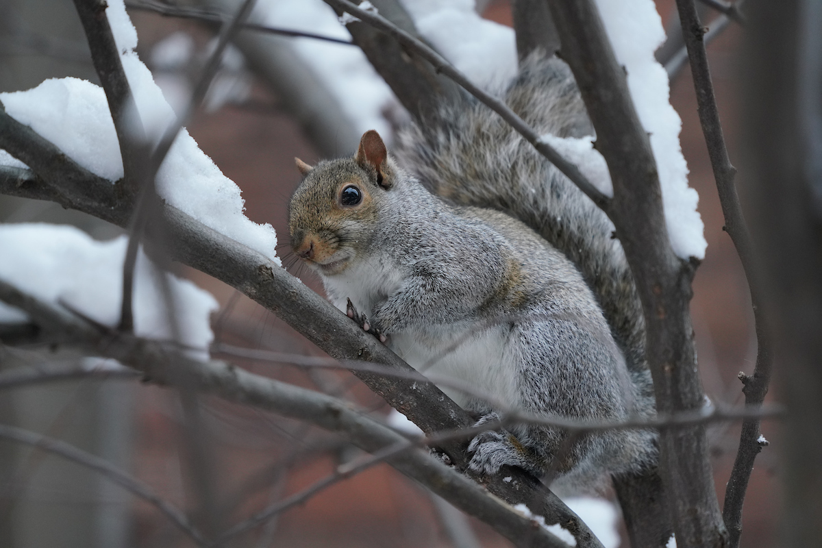 tree squirrel in winter