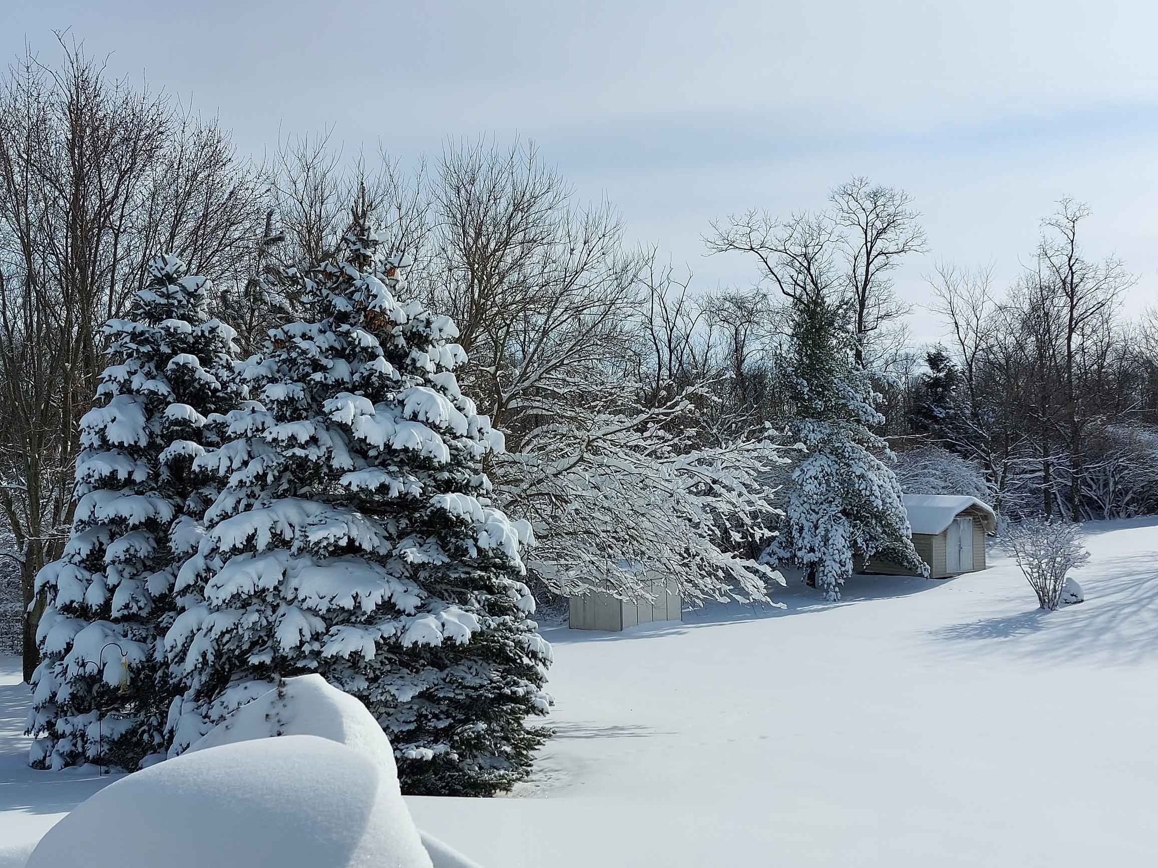 evergreen trees in winter
