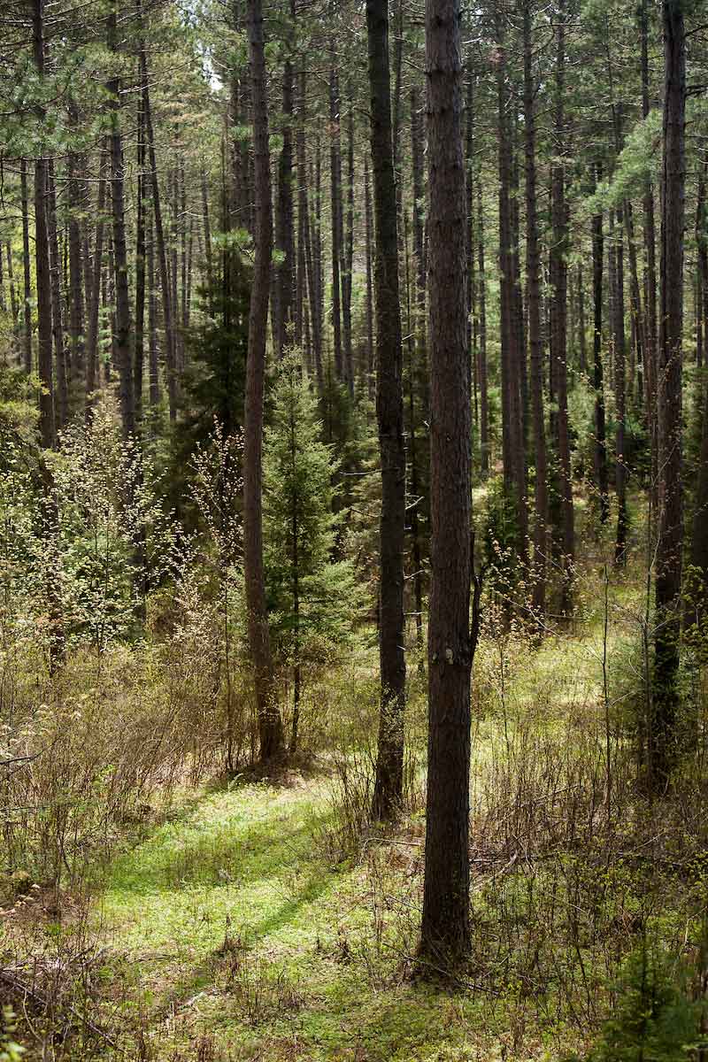 woodland