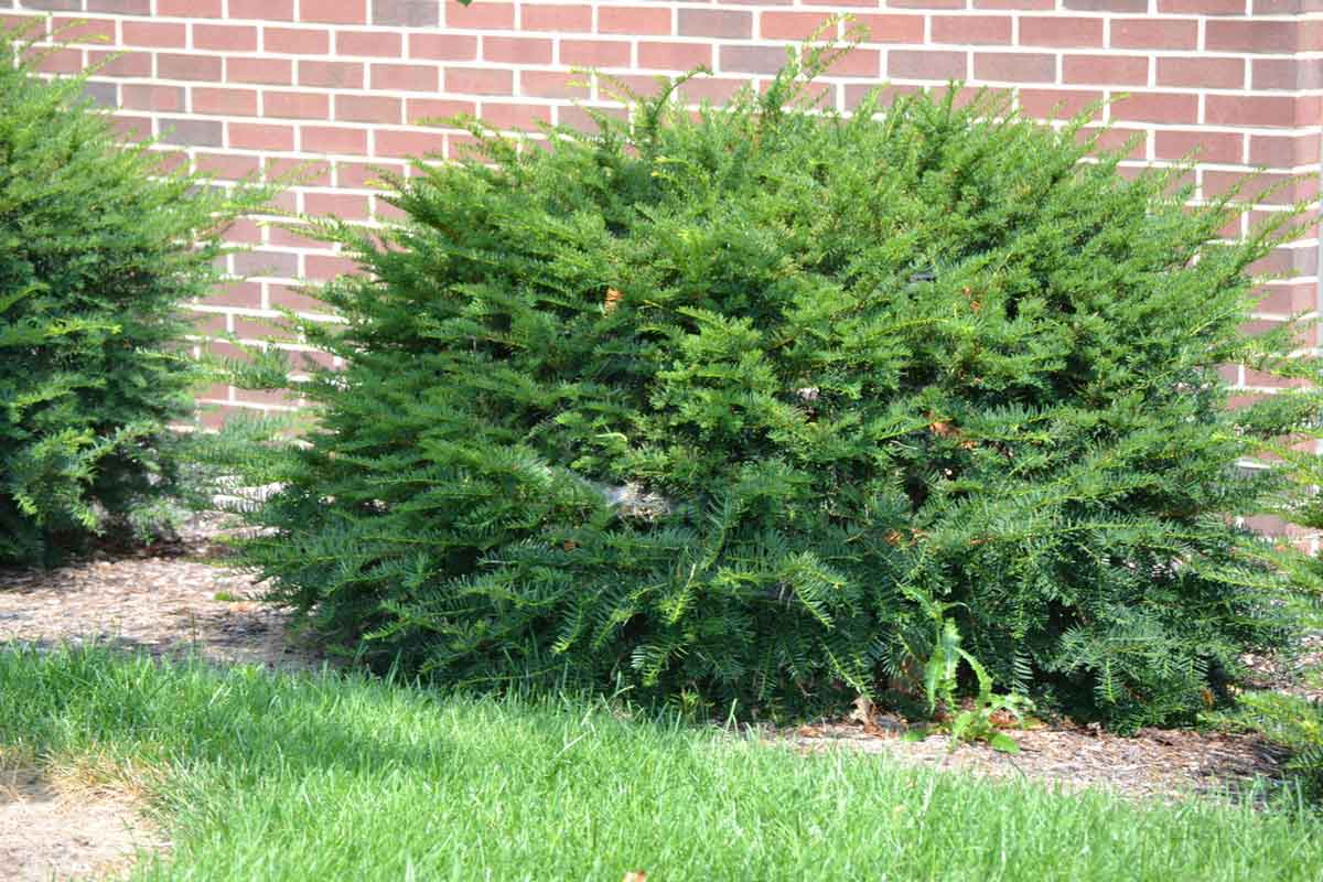 Yew shrub