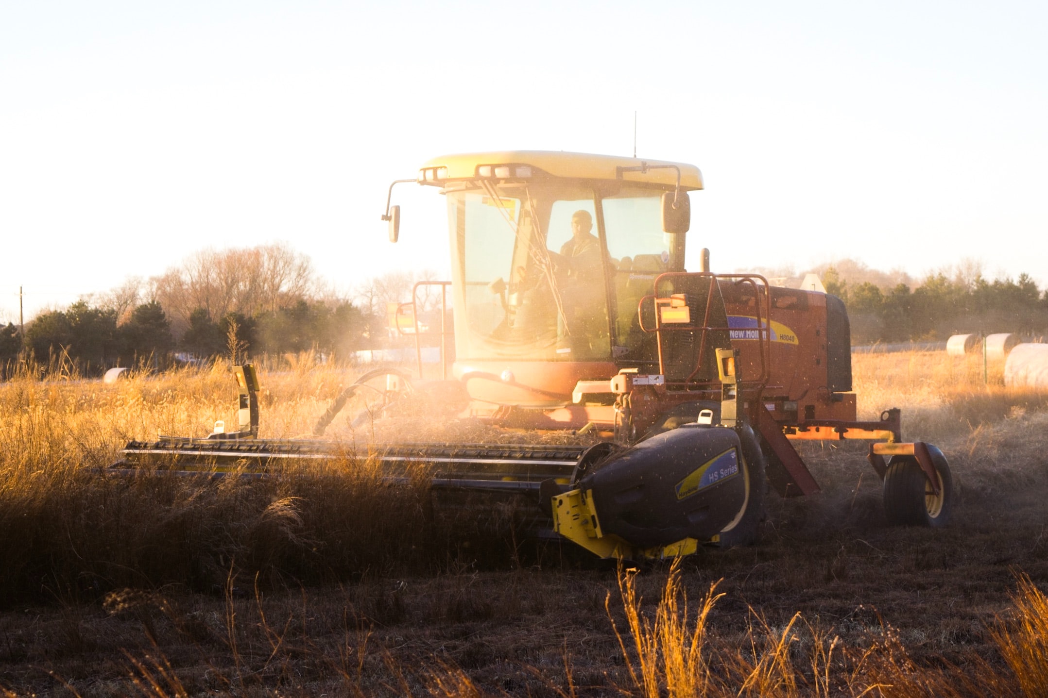 Farmer harvesting beans in fall 