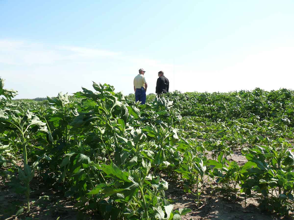 Two farmers talking in a field