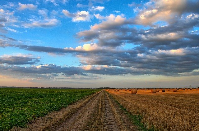 Indiana farm field, beans and round bales