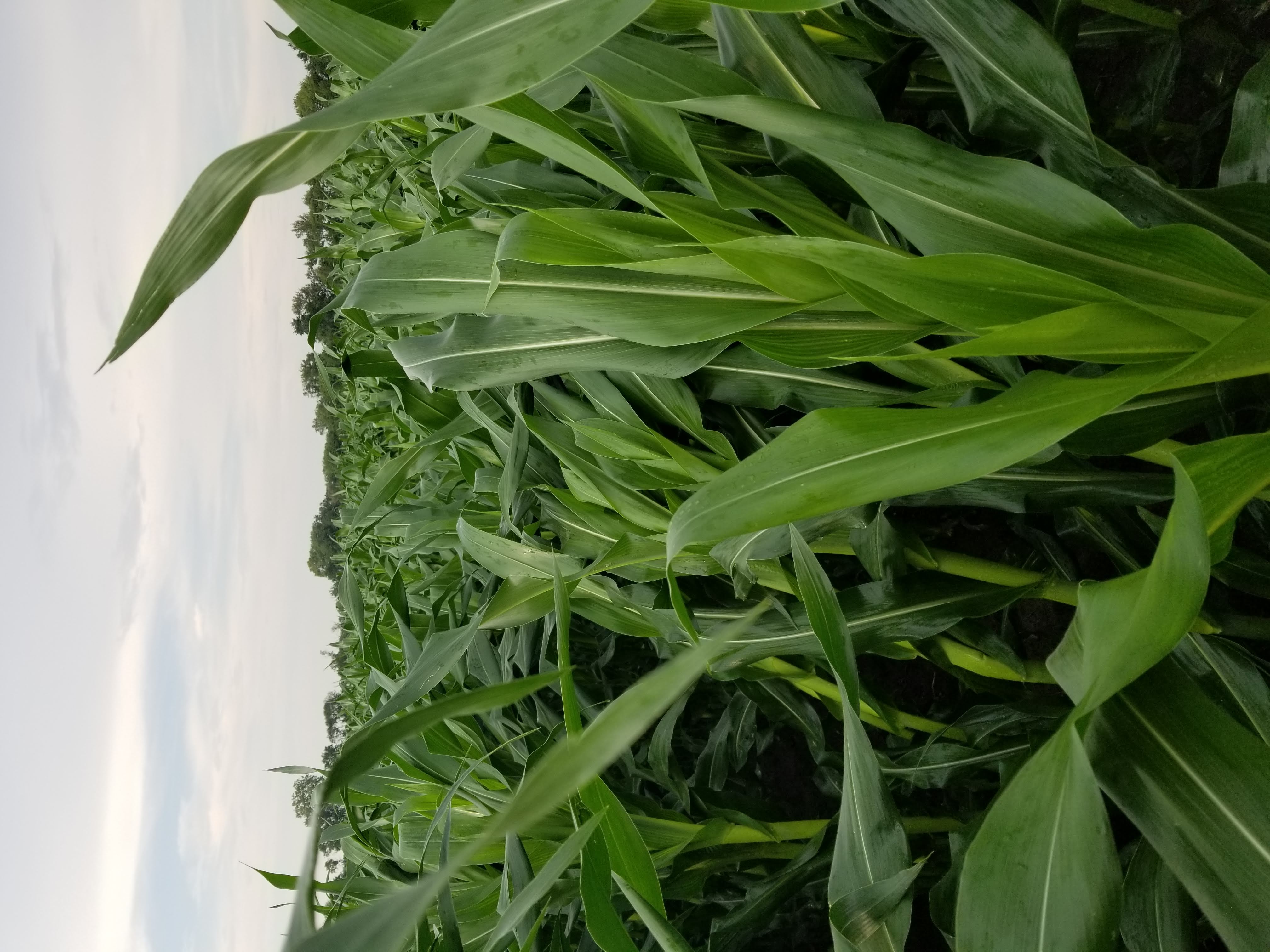 corn leaves