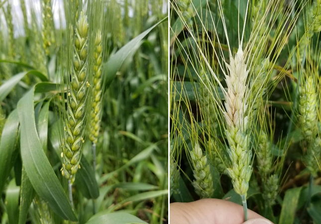 wheatflower_scab