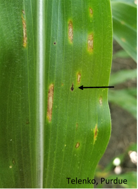 gray leaf spot