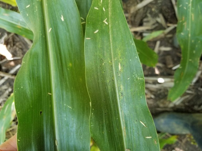 leaf with tar spot