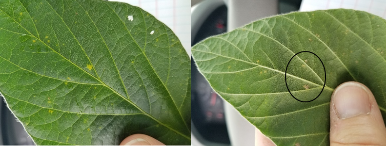 figure-4-downy-mildew1.png