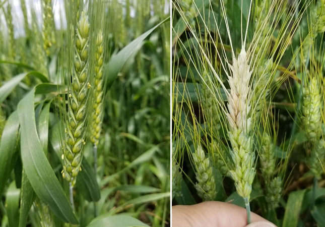  To the left an image of wheat plant beginning to flower, and to the right and image a flower starting to dry as a sign of Fusarium head blight infection.
