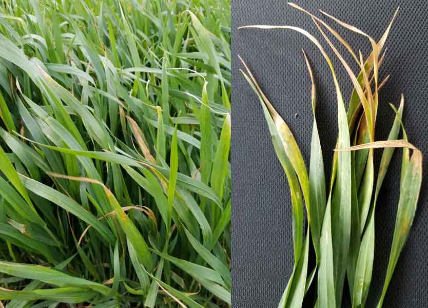 wheat-fig-1-may-7-20201.png