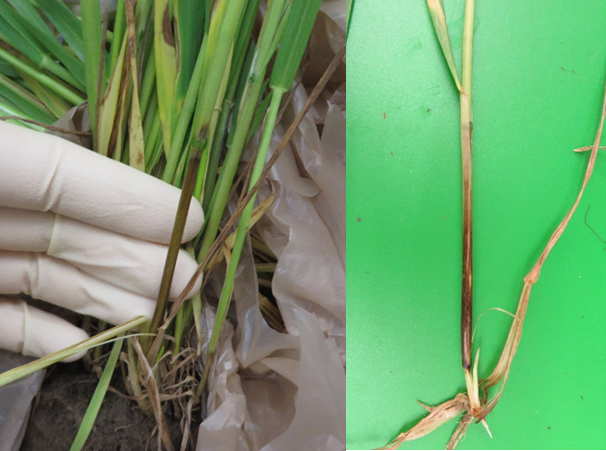 wheat-fig-2-may-7-2020-21.png