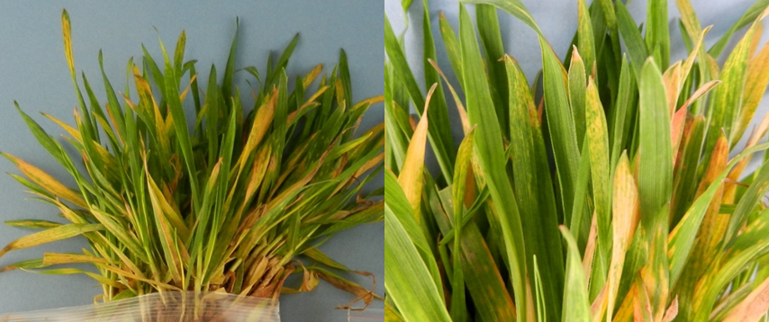 wheat-fig-3-may-7-2020-11.png