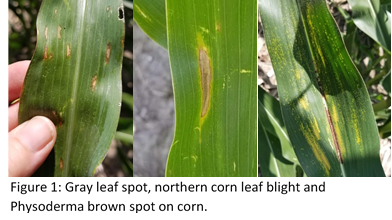 Three leaves with deceases: gray leaf spot, northern corn leaf bright and Physoderma brown spot on corn