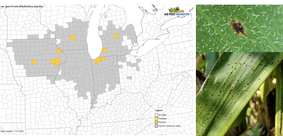 Iowa, Illinois, Indiana and Michigan map tar spot activity