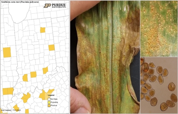 Map of Indiana, leaf with southern rust decease and a close up of diagnostic spores 