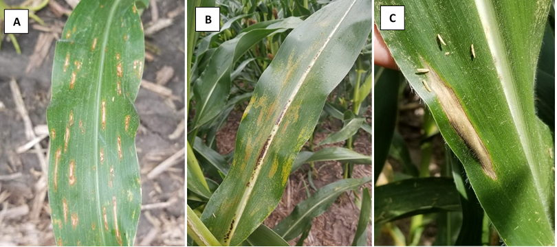 Foliar diseases in corn leaves, shown in three leaves (from left to right: A. gray leaf spot, B. Physoderma brown spot, C. northern corn leaf blight)