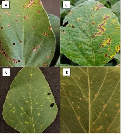 Foliar diseases in soybean shown in four leaves (At the upper left corner: leaf with small brown spots, at the upper right corner: leaf with big brown spots. At the lower left corner: small yellow spots on the upper surfacer of the leaf, and at the lower right corner: yellow spots on the on the lower surfacer of the leaf.) 
