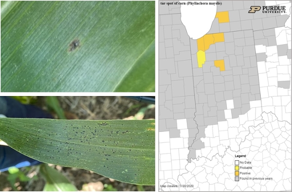 Tar spot lesion on corn leaf in lower canopy. To the right Indiana's map counties positive in yellow 