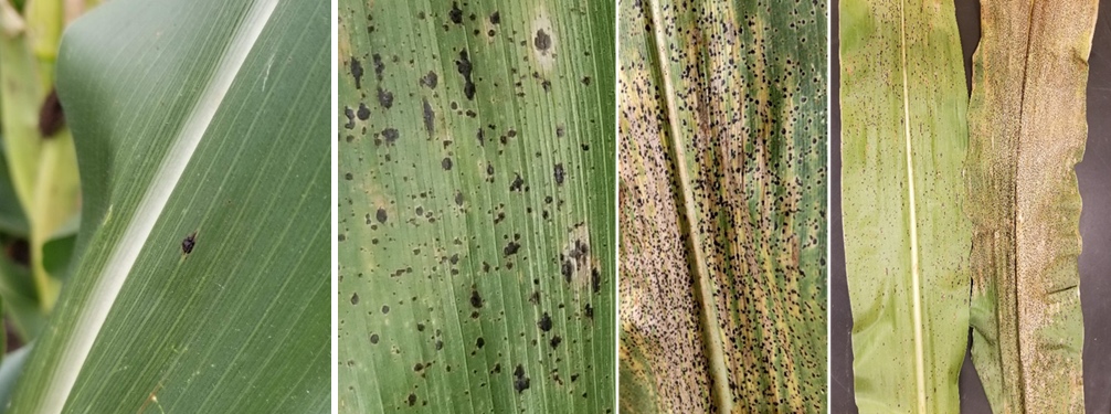 Four corn leaves infected by tar spot. Infection can range from mild to severe on a leaf