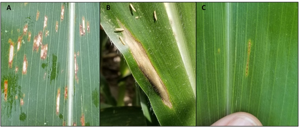 Examples of three infected leaves, A. gray leaf spot, B-northern corn leaf blight, and C-northern corn leaf spot lesions on a corn leaf,  