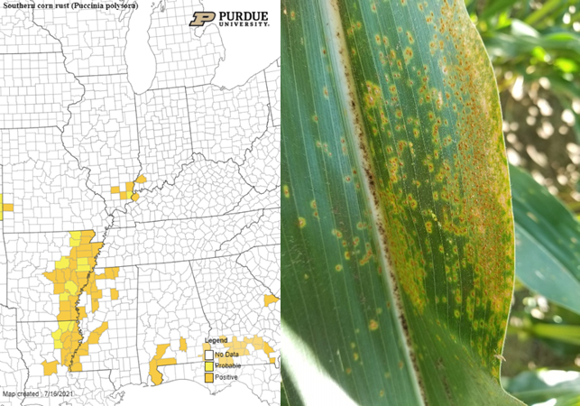 To the left map of southern rust and, to the right a corn leaf of southern rust 