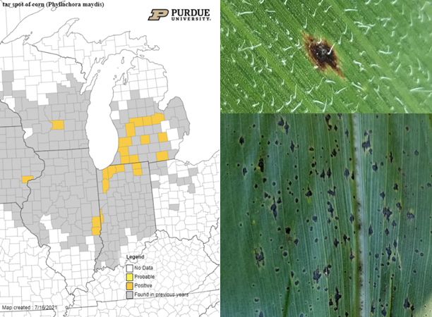 Map on the left, on the upper right corner a close up of a tar spot on a leaf and on the lower right corner a leaf with tar spots