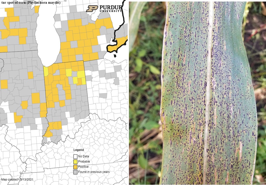 On the left map of the tar spot and to the right a corn leaf severely infected