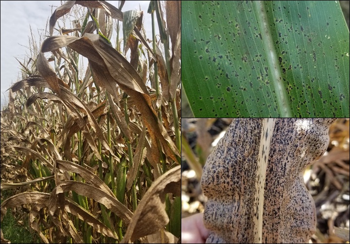 On the left, corn plants in a cornfield with dry leaves signing a severe tar spot lesions. On the upper right corner, a green leaf with minor spots of tar. On the lower right corner, a brown leaf with severe tar spot causing blighting.