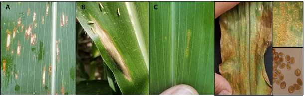 foliar-disease-1