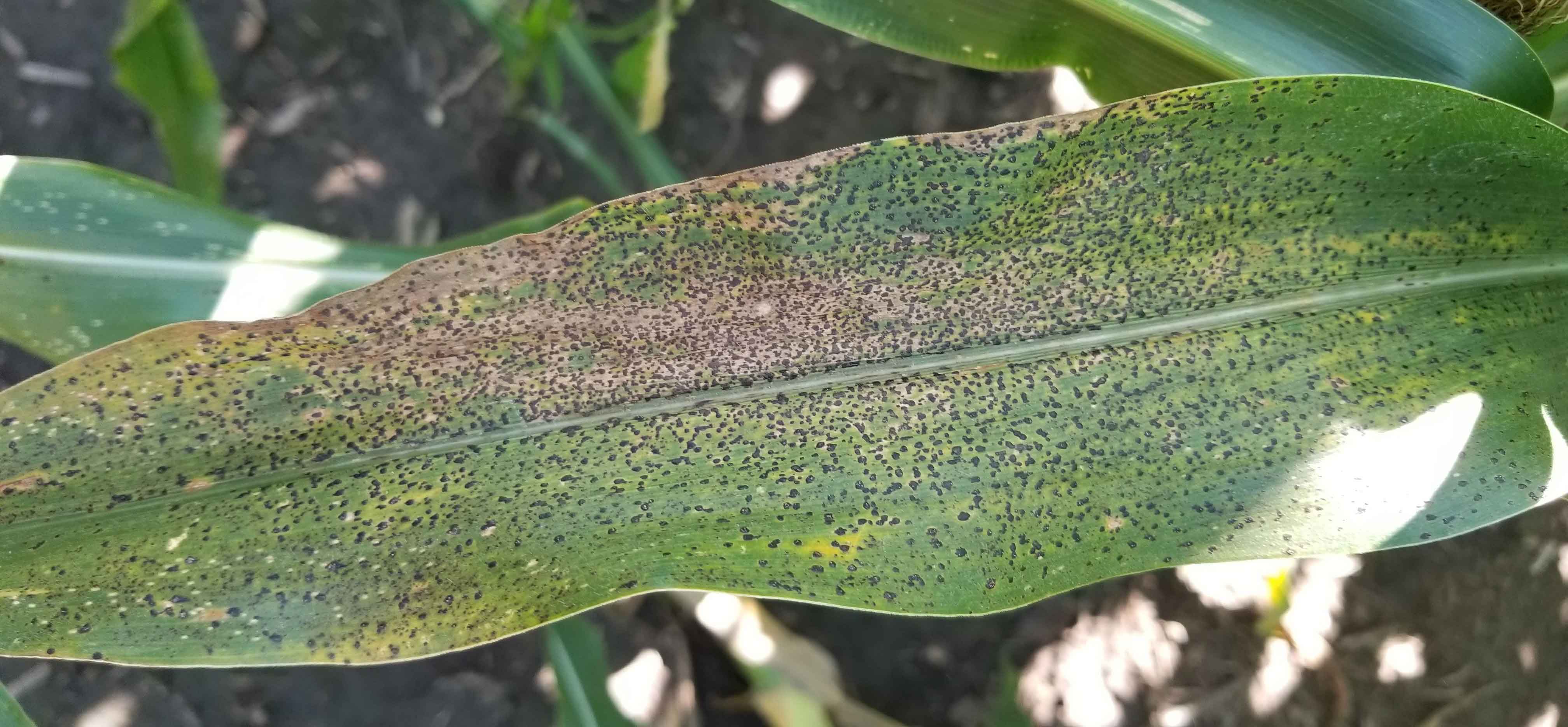 Tar spot on corn